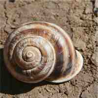 snail_med